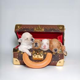 Poodle Puppies from Teacup & Toy Poodles