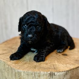 Aperol - Phantom female Assorted Doodle Crosses puppy in Arlington, Washington from Doodle Love Laugh