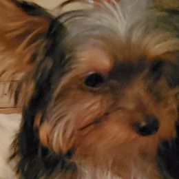 Girl 1.  Delilah - Parti Yorkshire Terrier puppy in Ocala, Florida from Jaydas Lil Jewels