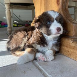 Aussiedoodles, Australian Shepherds, and Miniature Australian Shepherds from Happy Haven Puppies