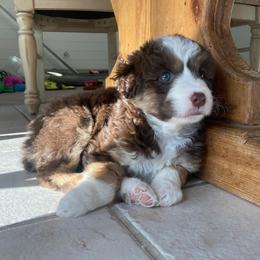 Aussiedoodles, Australian Shepherds, and Miniature Australian Shepherds from Happy Haven Puppies
