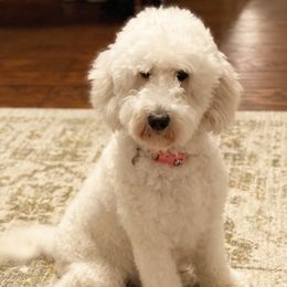 Goldendoodles from Gulf Coast Mini Doodles