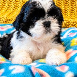 Primrose(Rose) - Black and white female Shih Tzu puppy in North Carolina from WillowCreek Mountain View Shih Tzu