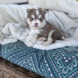 July - Lavender male Pomsky puppy in Yavapai County, Arizona from Pawsh Pomskies