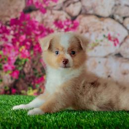Cash - Red merle male Toy Australian Shepherd puppy in Georgetown, Texas from Minikin Manor