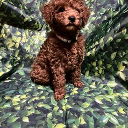 Poodle Puppies from Firebird Toy Poodles