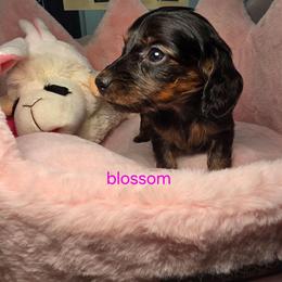Blossom- Price 2,200 - Brindle female Dachshund puppy in Bristol, Tennessee from It's Mini Wieners Baby