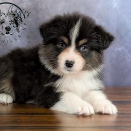 Titus - Black tri-color male Australian Shepherd puppy in Fultonville, New York from Sandy Aussies & Pomeranians