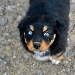 Poppy - Black tri-color female Australian Shepherd puppy in Prineville, Oregon from KC’s Aussies
