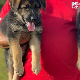 German Shepherds from Dogmaster