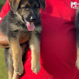 German Shepherds from Dogmaster