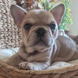 Sally - Fawn and white female French Bulldog puppy in Salina, Kansas from Peace Love frenchies