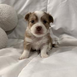 Light Merle - Merle male Chihuahua puppy in Sherwood, Arkansas from Bartelt Breeders
