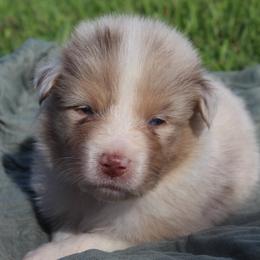 Daisy - Red merle female Australian Shepherd puppy in Star City, Arkansas from Blush & Lace Aussie Co.