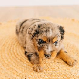 Everest - Blue merle male Miniature Australian Shepherd puppy in Enoch, Utah from Twisted H Aussies