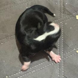 Buzz - Black & white male Miniature Australian Shepherd puppy in Stuart, Iowa from Arbor Hill Aussies