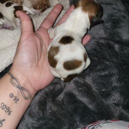 Chihuahua, Shih Tzu, and Siberian Husky Puppies from Magnolia Farm's LLC