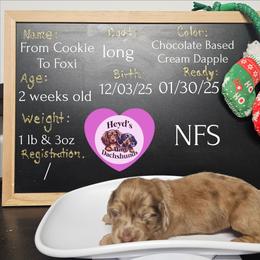 Cookie - Dapple female Dachshund puppy in Hoquiam, Washington from Heyd's Mini Dachshunds