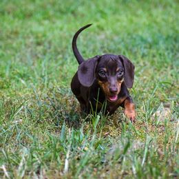 Dachshund Puppies from Orchard Dachshunds