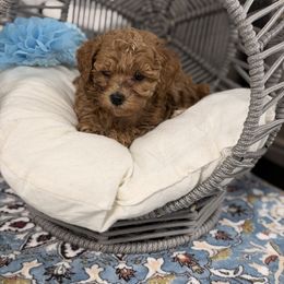 Marley - Red  male Poodle puppy in Poplarville, Mississippi from Southern Belle Poodles