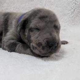 Rizzo - Merle female Great Dane puppy in Bay City, Michigan from Monarch Danes