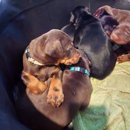 Doberman Pinscher and Pomeranian Puppies from Legendary Kennels