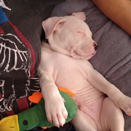 Puppy 3 grey - White male American Bulldog puppy in Christiansburg, Virginia from Iron Will American Bulldogs