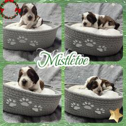 Mistletoe (Now Ginger) - Liver white and tan female English Springer Spaniel puppy in Westover, Maryland from Sterling's springer Haven
