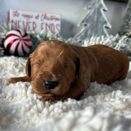 Boy 2 - Apricot male Goldendoodle puppy in San Diego, California from Southside Doodles
