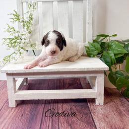 Godiva - Parti female Goldendoodle puppy in from Pink Poodles and Doodles