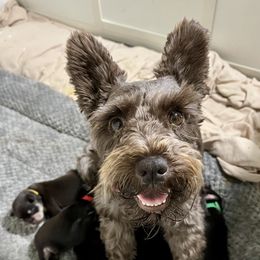 Miniature Schnauzer Puppies from Reservoir Dogs