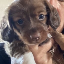 Dachshunds from Dashing Dacschunds