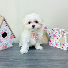 Sterling - White male Maltese puppy in Morehead, Kentucky from Paw Perfect Pets