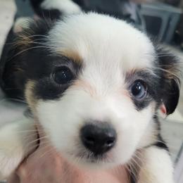 WONDER WOMAN BTF - Black tri female Toy Australian Shepherd puppy in Norwood, Missouri from Looney Farm’s Toy & Mini Aussies