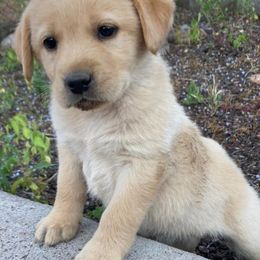 Dilute Retrievers and Labrador Retrievers from Payson Labradors