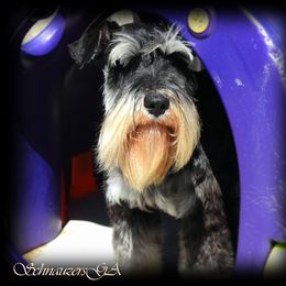 CLAUDE - Miniature Schnauzer