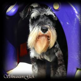 CLAUDE - Miniature Schnauzer