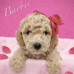 Barbie - Apricot female Poodle puppy in Crockett, Texas from Kingdom Kennels