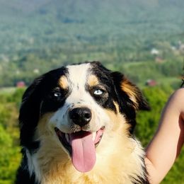 Australian Shepherds, Shichons, and Shihpoos from Pilot Hill Teddy Bear Puppies