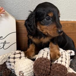 Reo - Black and tan male Dachshund puppy in Keota, Oklahoma from Skyview Doxie Ranch