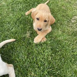 Girl 1 - Yellow female Labrador Retriever puppy in Lakeville, Indiana from RJS Kennels