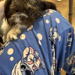 Shih Tzu All Grown Up from Golden Goddess Shih Tzu's