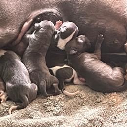 Italian Greyhound Puppies from Fisher Link