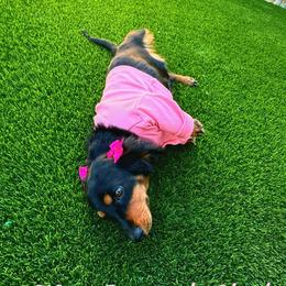 Jade - Dachshund