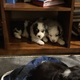 Australian Shepherd Puppies from Glacier Big Sky Aussies