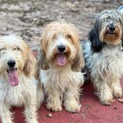 Petit Basset Griffon Vendeens from Clancy Petit Basset Griffon Vendeens
