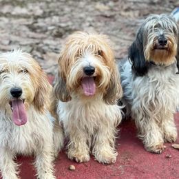 Petit Basset Griffon Vendeens from Clancy Petit Basset Griffon Vendeens