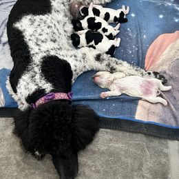 Goldendoodle, Golden Retriever, and Poodle Puppies from Angelic Goldens