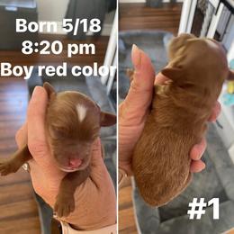 Boy 1 - Red male Cavapoo puppy in Mc Connellsburg, Pennsylvania from Mumma’s Standard Poodles