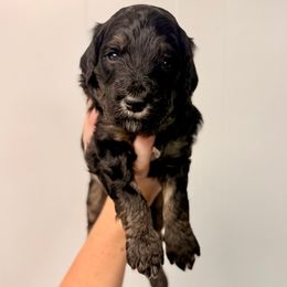 Turkey - Phantom male Goldendoodle puppy in Everett, Washington from Pawlydoodles